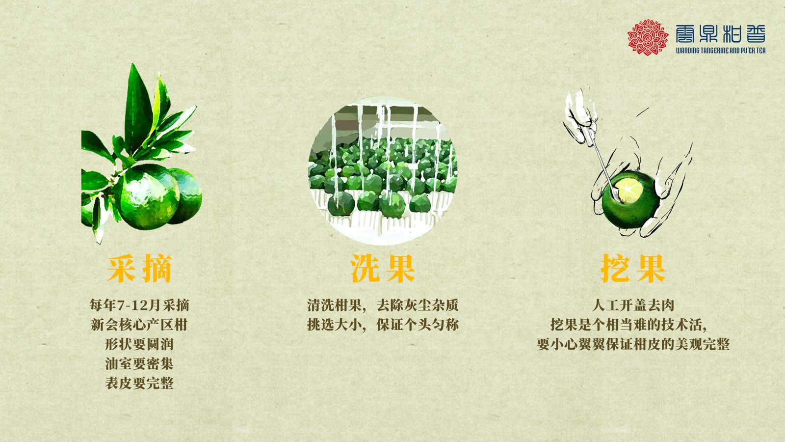 全生晒工艺流程图:采摘、洗果、挖果