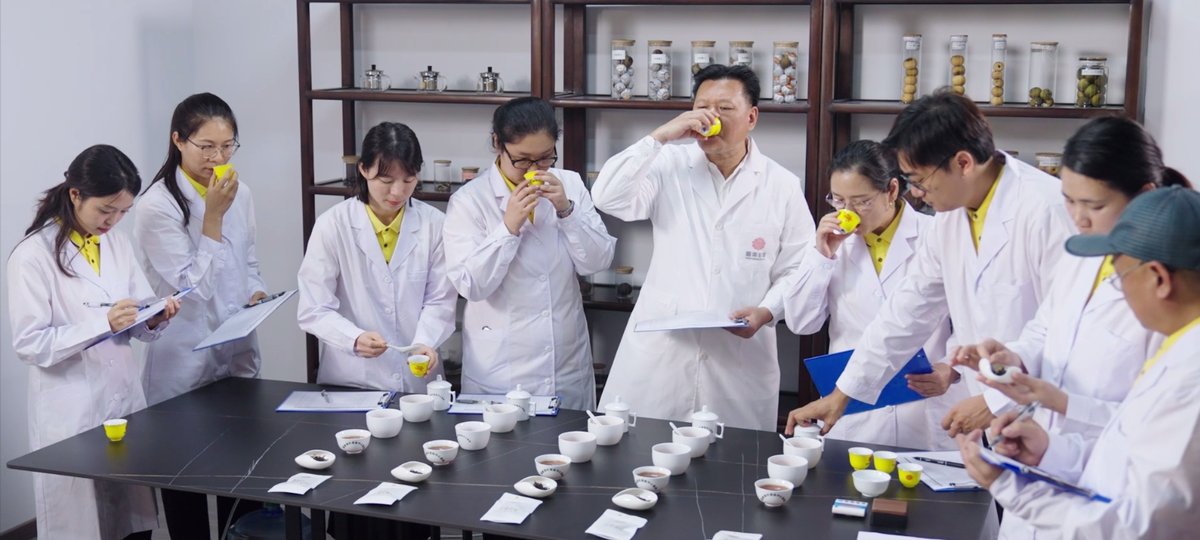 开展陈皮柑茶审评