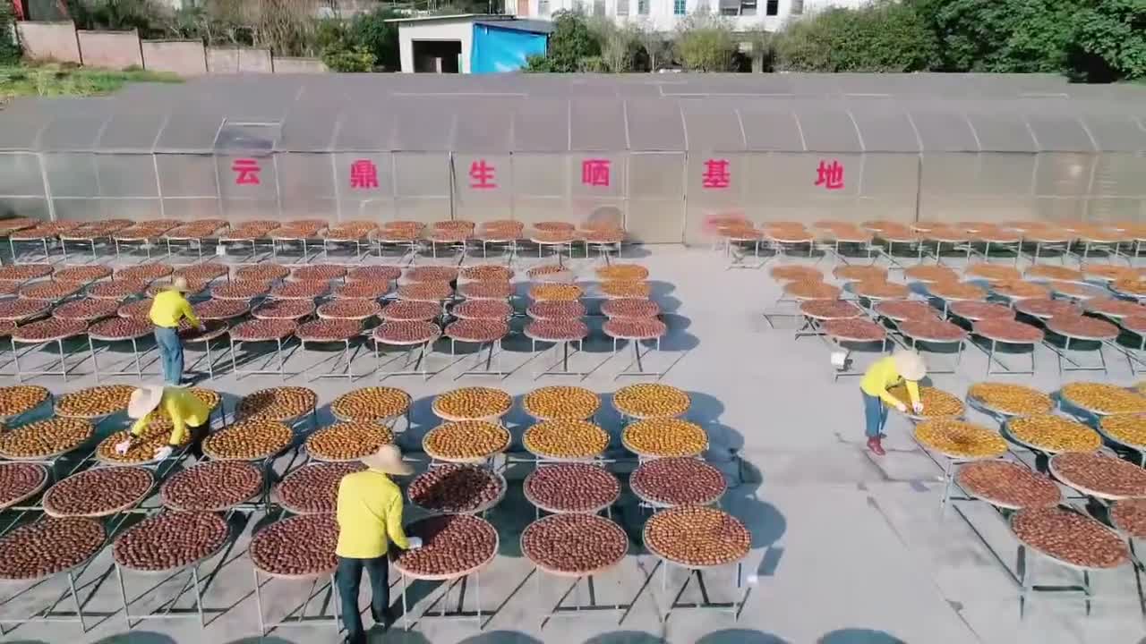 云鼎柑普天然晒场实拍